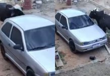 Boi furioso destrói carro no Ceará; de quem é a responsabilidade?