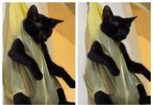 Vídeo de gato pendurado em sacola como ‘castigo’ viraliza nas redes