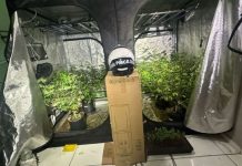 Polícia fecha laboratório de maconha montado em apartamento no Ceará