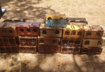 Polícia desarticula rinha e resgata 30 pássaros avaliados em mais de R$ 90 mil, no Ceará