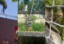 Em João Pessoa, homem invade jaula com leoa e é morto pelo animal