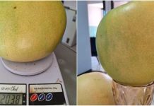 Manga gigante é colhida no Ceará e repartida entre dez pessoas