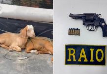 Animais furtados são recuperados e arma é apreendida em Sobral