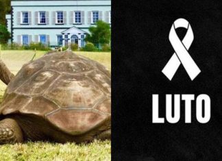 Morre Jonathan, animal terrestre mais velho do mundo, aos 193 anos