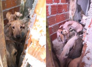 Homem é preso por maus-tratos contra 14 cães em São Benedito no Ceará