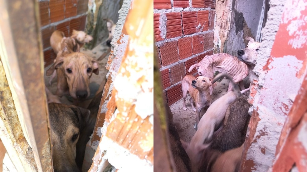 cachorros