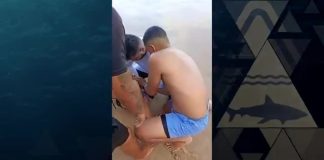 Dois ataques em menos de 24h: Incidentes com tubarão no litoral de Pernambuco