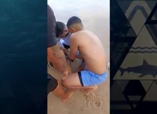 Dois ataques em menos de 24h: Incidentes com tubarão no litoral de Pernambuco