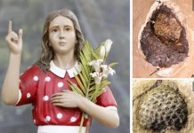 Mártir cearense Menina Benigna dá nome a fóssil de 120 milhões de anos