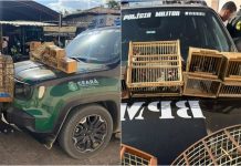 Polícia resgata 27 aves silvestres durante feira livre no interior do Ceará
