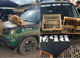 Polícia resgata 27 aves silvestres durante feira livre no interior do Ceará