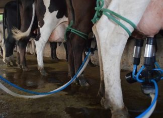 Ceará ultrapassa Bahia e se torna segundo maior produtor de leite do Nordeste